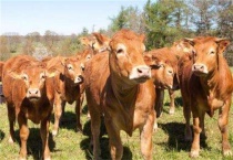 牛为什么会越养越瘦？牛越养越瘦的原因？