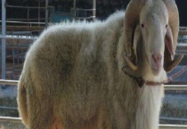 小尾寒羊的繁殖技术 附发情症状