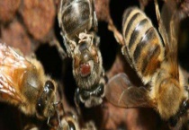 小蜂螨的最佳治疗方法 附其预防措施