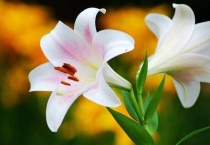 百合花有花萼吗？