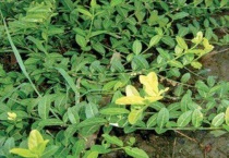 扶芳藤是什么植物