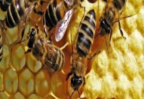 蜂王、工蜂、雄蜂的区别？ 各有责任必不可少