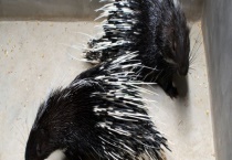 豪猪的人工养殖前景 人工饲养以农家饲料为主