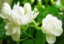 茉莉花能晒太阳吗？