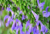 丹参的繁殖方法 附详细介绍