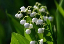 铃兰草怎么种植方法是什么？