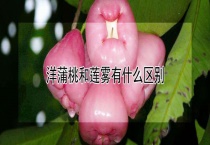洋蒲桃和莲雾有什么区别？？