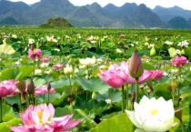 普者黑荷花什么时候开