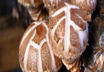 食用蕈菌的种类有哪些 附其分布情况