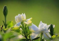 橘子花和栀子花一样吗？