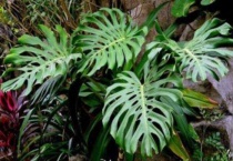 龟贝竹叶子没精神怎么办？