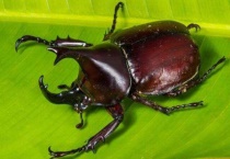 独角仙是国家几级保护动物