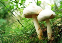 种蘑菇的多久？