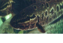 黑鱼和鲶鱼有什么区别？？附其食物习性