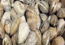 花蛤和青蛤有什么不同 从外形、生存环境、分布区域上区分