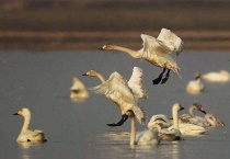 小天鹅是保护动物吗？