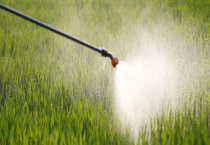 消灭硬草可以用什么除草剂 附除草剂使用时间