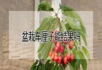 盆栽车厘子能结果吗？