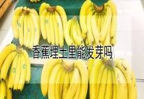 香蕉埋土里能发芽吗？