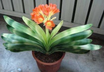 君子兰用多菌灵泡多久？