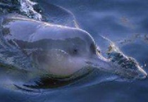 白暨豚起源是什么？