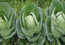 圆白菜是不是大头菜 附其繁殖多久？
