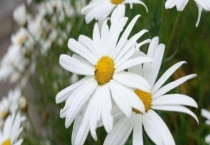 玛格丽特和雏菊的区别？