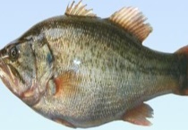 鲈鱼的生活习性及特点 主要分布地区在哪里