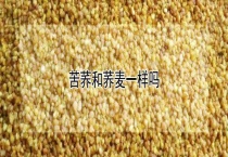 苦荞和荞麦一样吗？