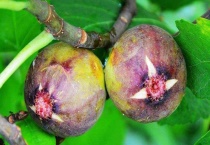 无花果开花吗？