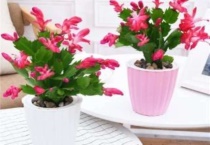 蟹爪兰高盆还是矮盆