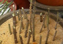 腊梅能扦插吗什么时候扦插