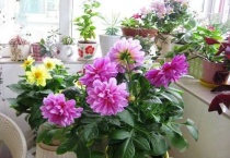 小丽花是多年生吗？