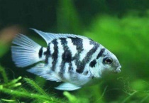 迷你鹦鹉鱼一缸养几只