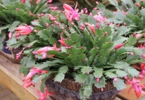 新栽蟹爪兰发蔫怎么办？