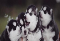 哈士奇和狼有什么不同点 哈士奇通常多少钱一只