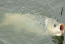 用什么饵料钓大鱼 配制诱饵有什么原则