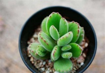 熊童子可以晒吗？