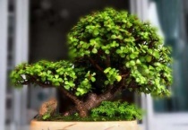 盆栽金枝玉叶开花吗？