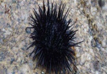 海胆多少钱一斤 买回来如何多久？