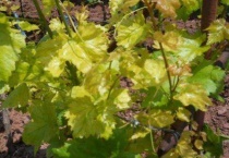 葡萄叶子发黄是怎么回事