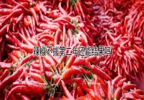 辣椒不拔第二年还能结果吗？