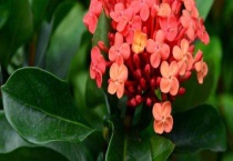 仙丹花朵蔫了怎么办？