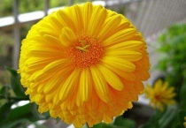 金钱菊种植多久？