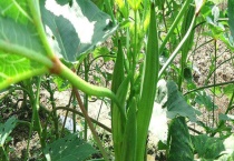 秋葵种子价格及种植方法 秋葵病虫害的防治