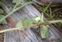 西瓜藤枯萎什么原因？