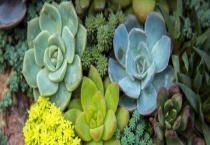 多肉烟煤病与晒伤区别？