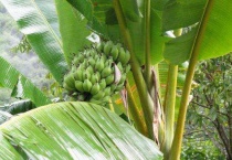 哪种水果树不是真正的树