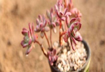 红稚莲和马库斯的区别？