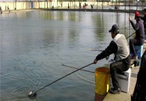 颗粒饵料挂钩多久？